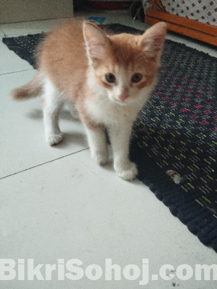 পার্শিয়ান মিক্সবিট